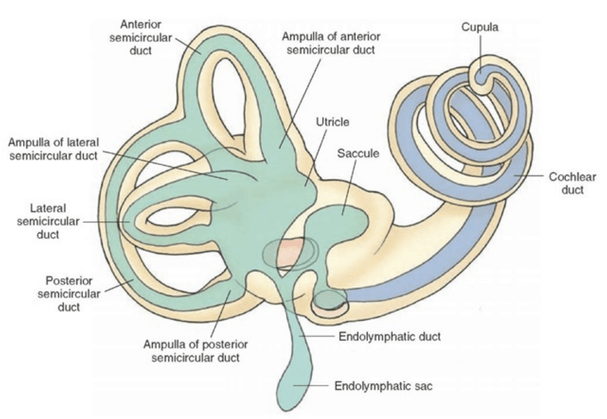 Diagram of the Vestibular System in the inner ear